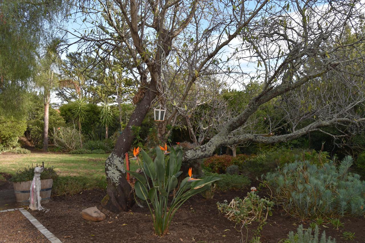 Almond Cottage Bed & Breakfast Somerset West Eksteriør billede