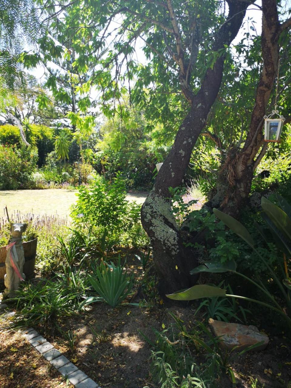 Almond Cottage Bed & Breakfast Somerset West Eksteriør billede