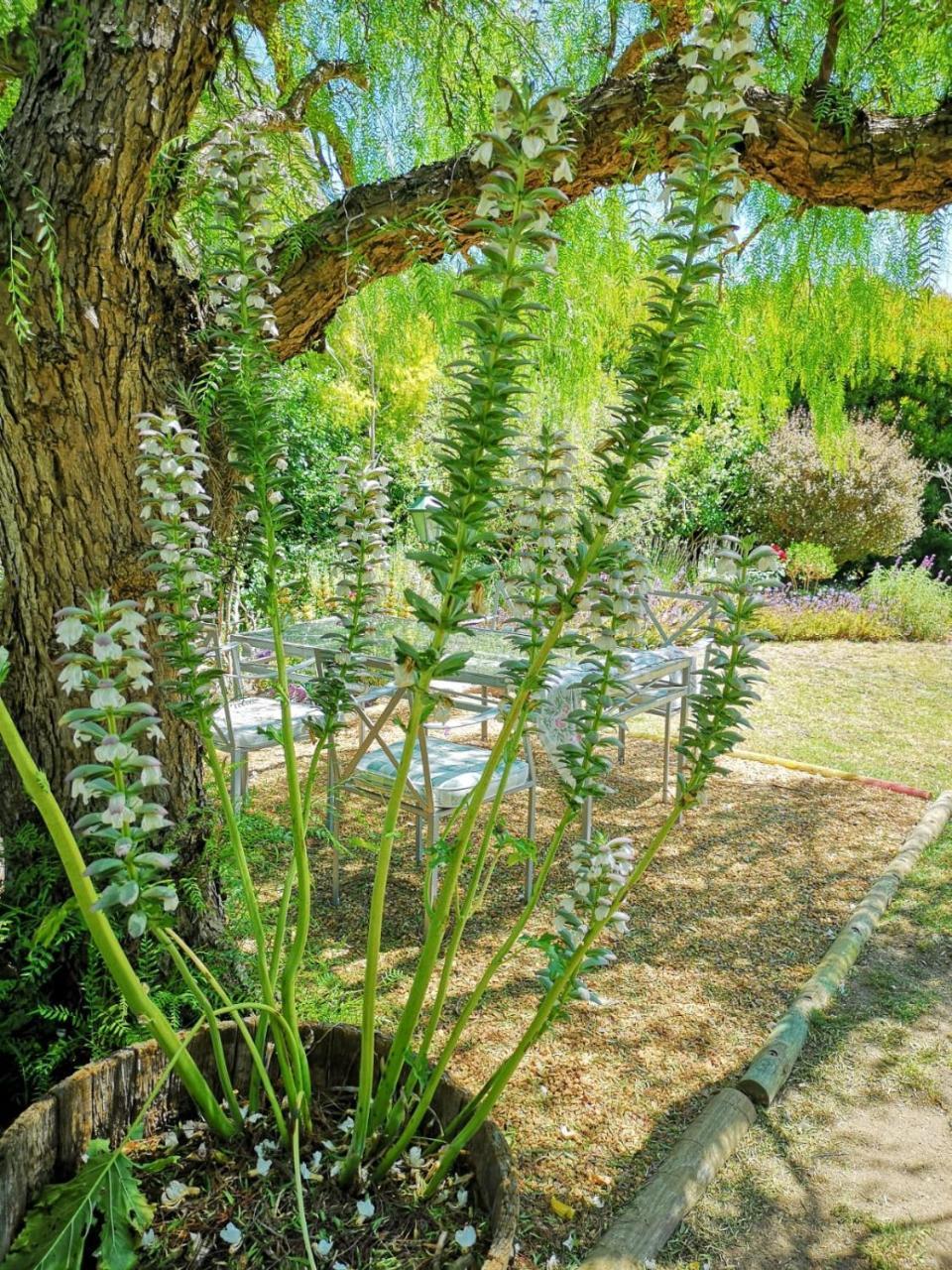Almond Cottage Bed & Breakfast Somerset West Eksteriør billede